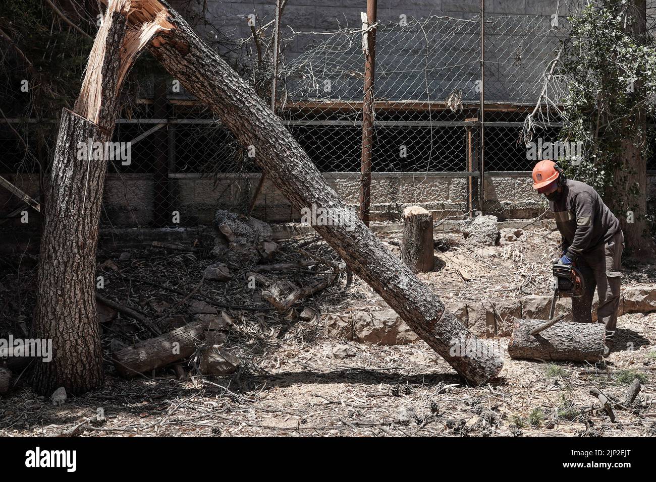 Felling a dead trees Stock Photo - Alamy