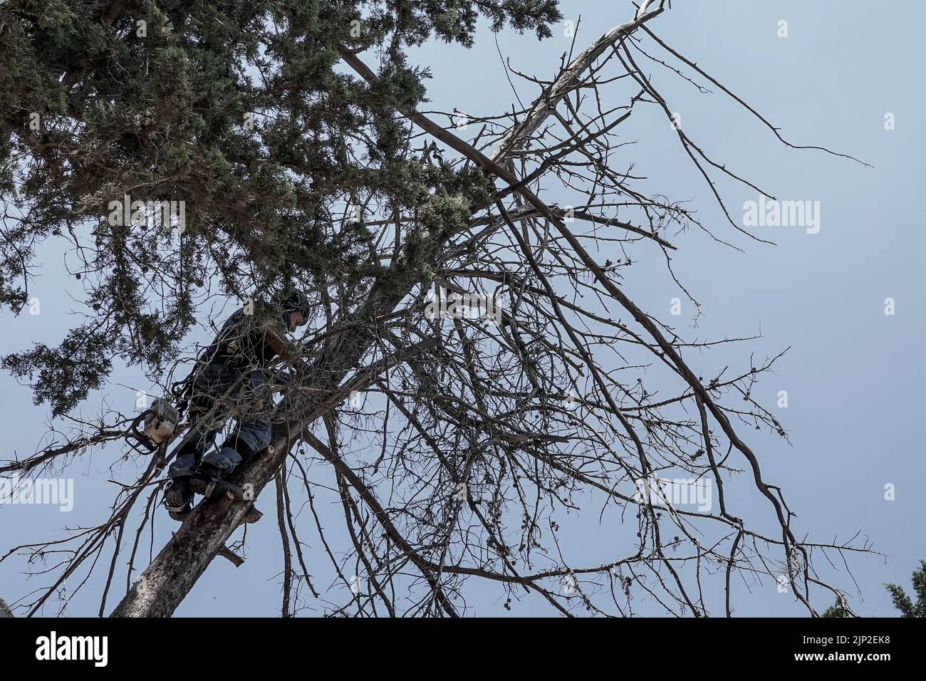 Trees feller hi-res stock photography and images - Alamy