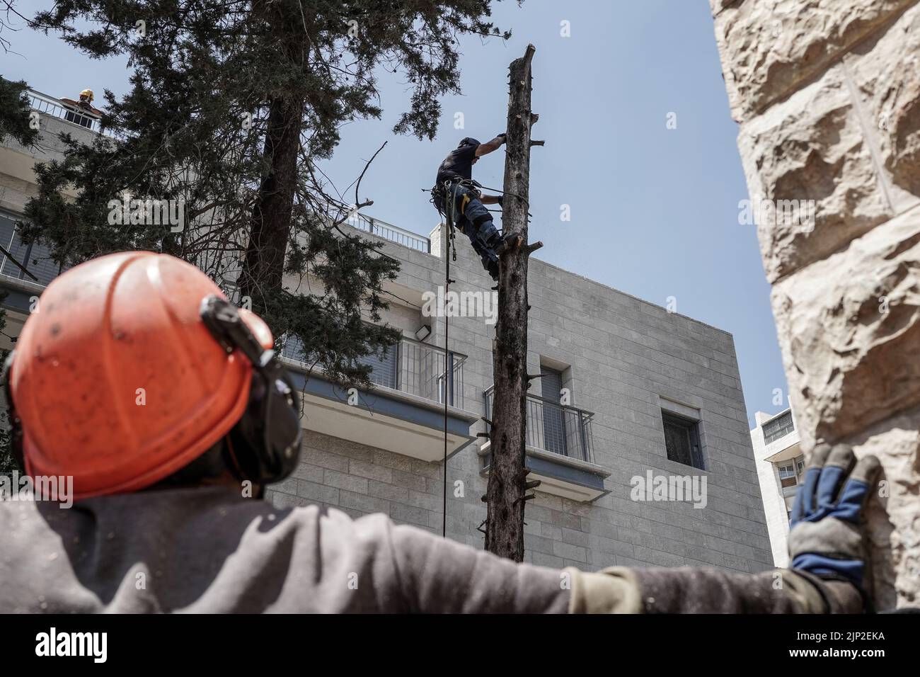 Trees feller hi-res stock photography and images - Alamy
