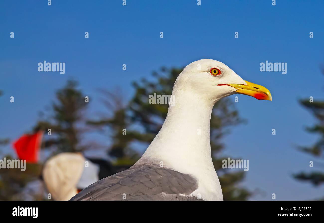 Closeup portrait of wild seagull (Larus michahellis atlantis), white grey feathers, yellow beak with red spot, blurred trees background - Morocco, Nor Stock Photo