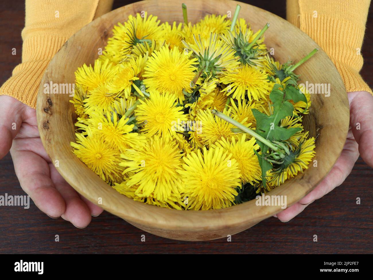 dandelion, collecting, harvest, dandelions, löwenzahn font, harvests