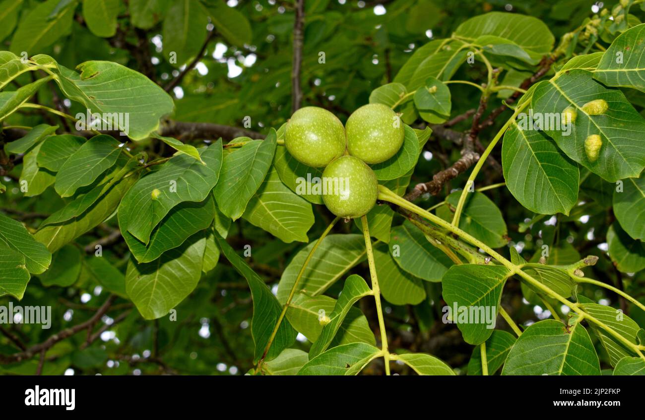 RIPENING WALNUTS Juglans regia ON A TREE IN SUMMER Stock Photo
