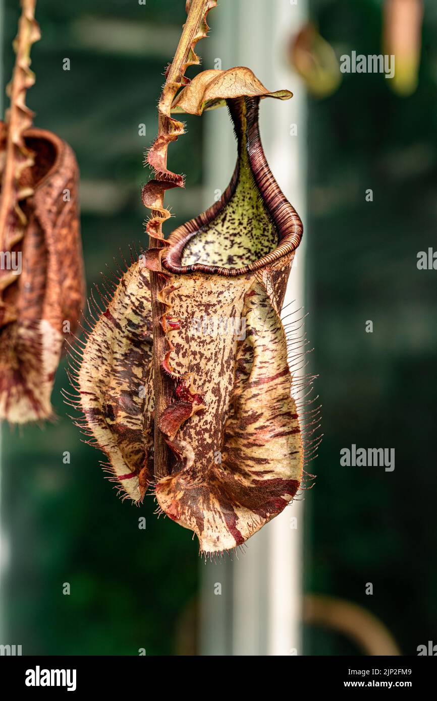 A vertical shot of a hanging dried pitcher plant against a blurry background Stock Photo