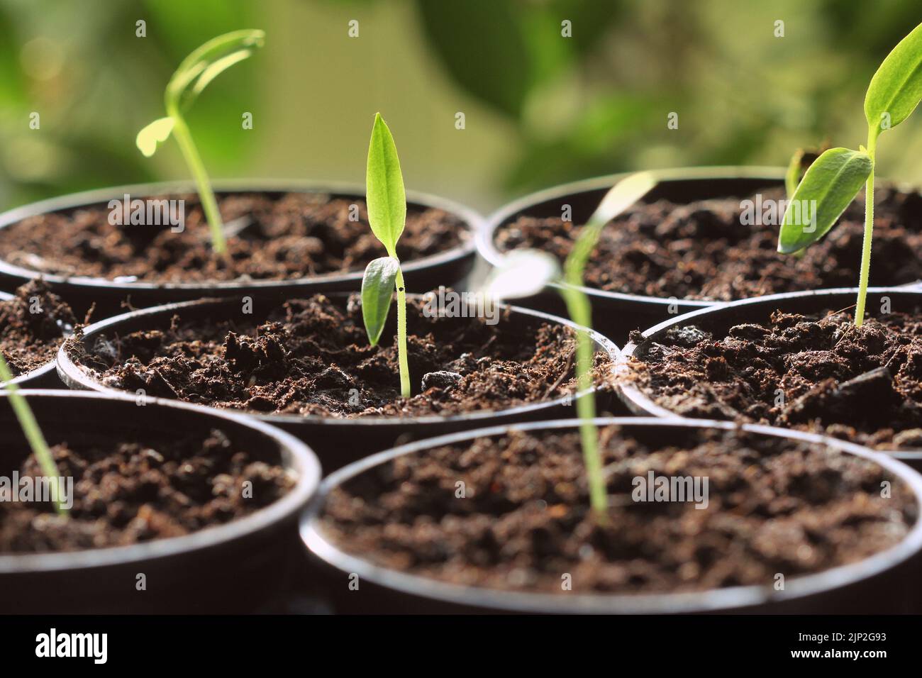 young plant, young plants Stock Photo