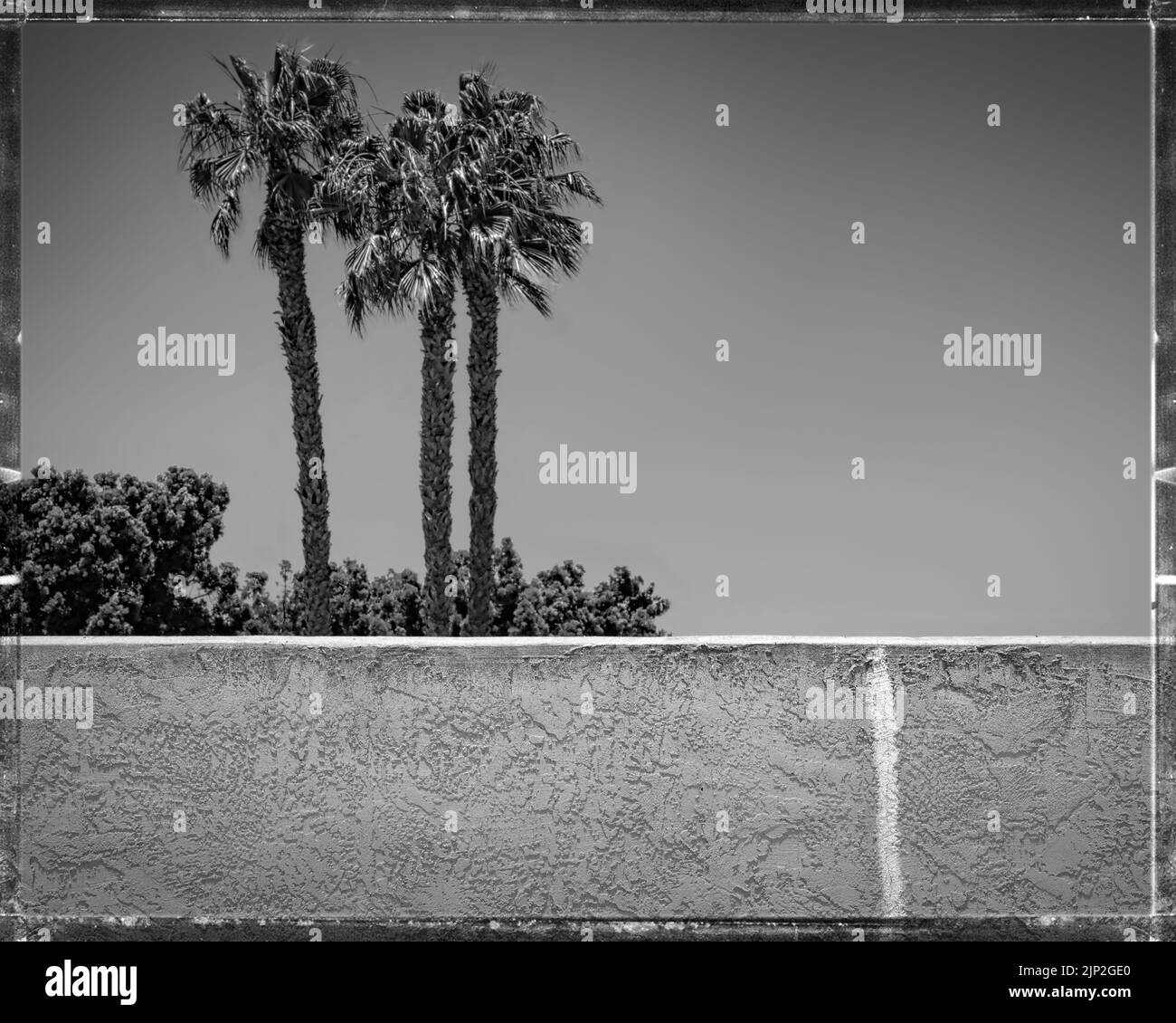 A cracked wall with palm trees on the other side at the Silver Strand in Coronado, California. Stock Photo