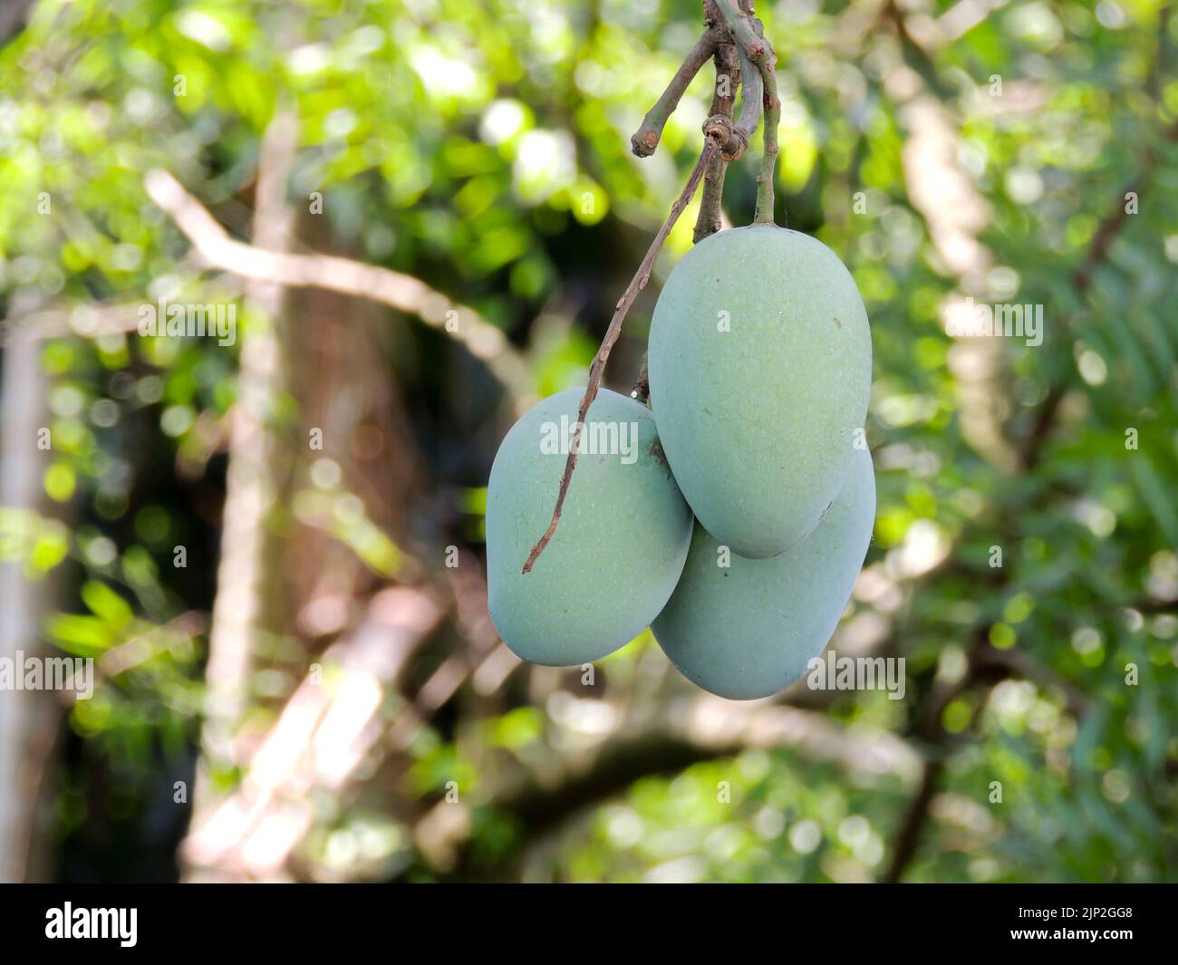 A trio of green mangoes growing a the end of a branch in a sunny forest