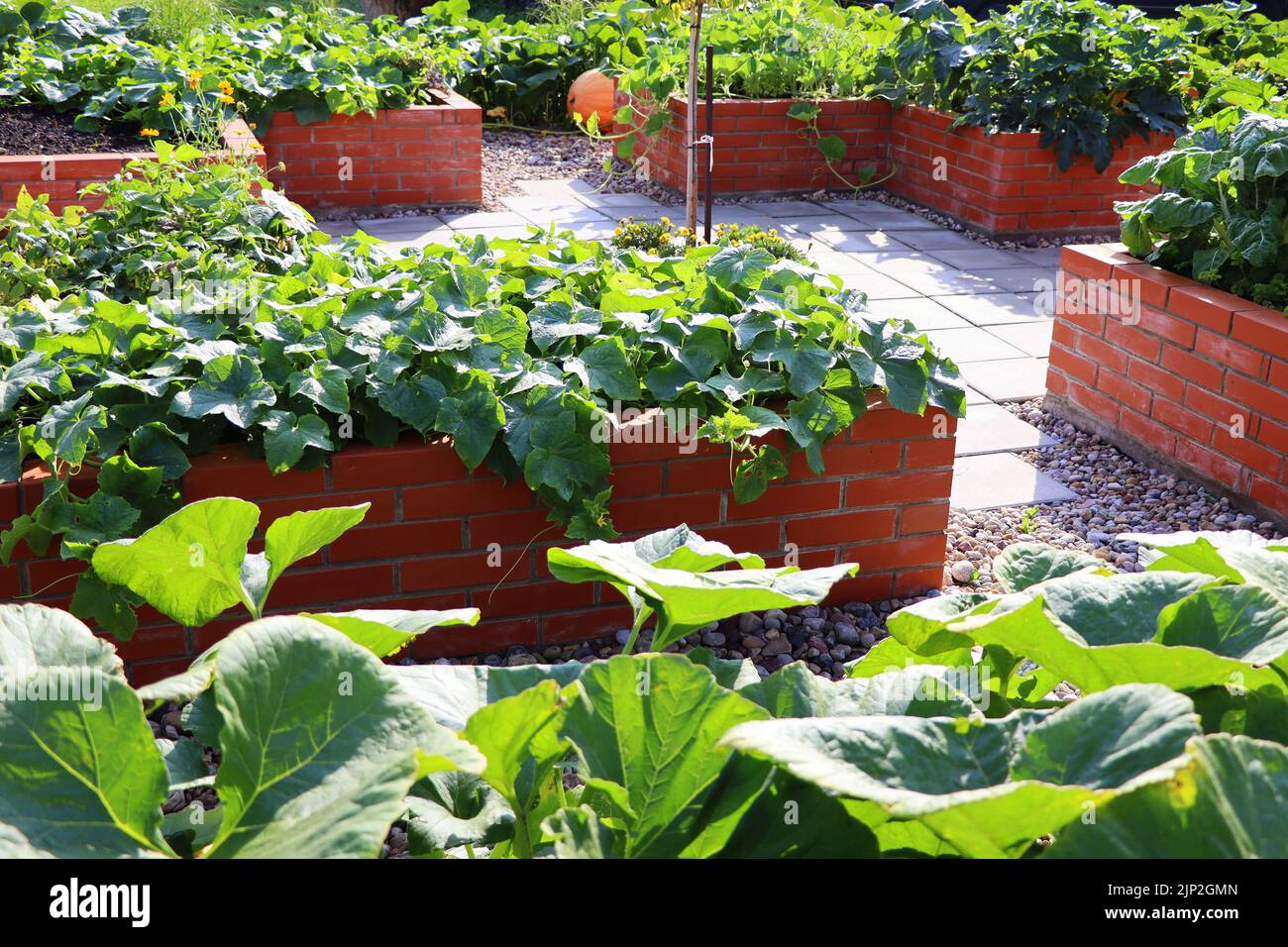 vegetable garden, raised bed, vegetable gardens, raised beds Stock