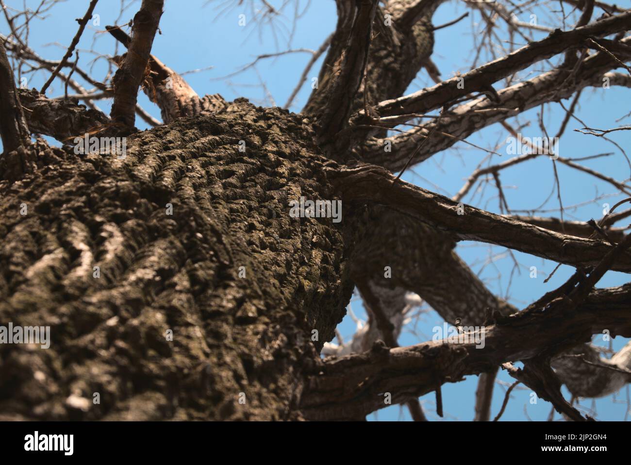 A low angle shot of a tree trunk without any leaves on a blue sky ...