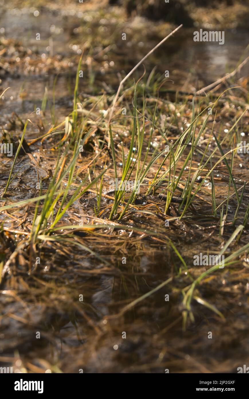 A vertical shot of grass growing in a watery mud Stock Photo Alamy