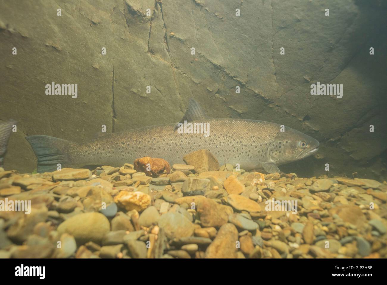 Sea trout or sewin takes refuge on a deep pool in the River Cothi during the heatwave on the 14th August, 2022. Wales, UK Stock Photo