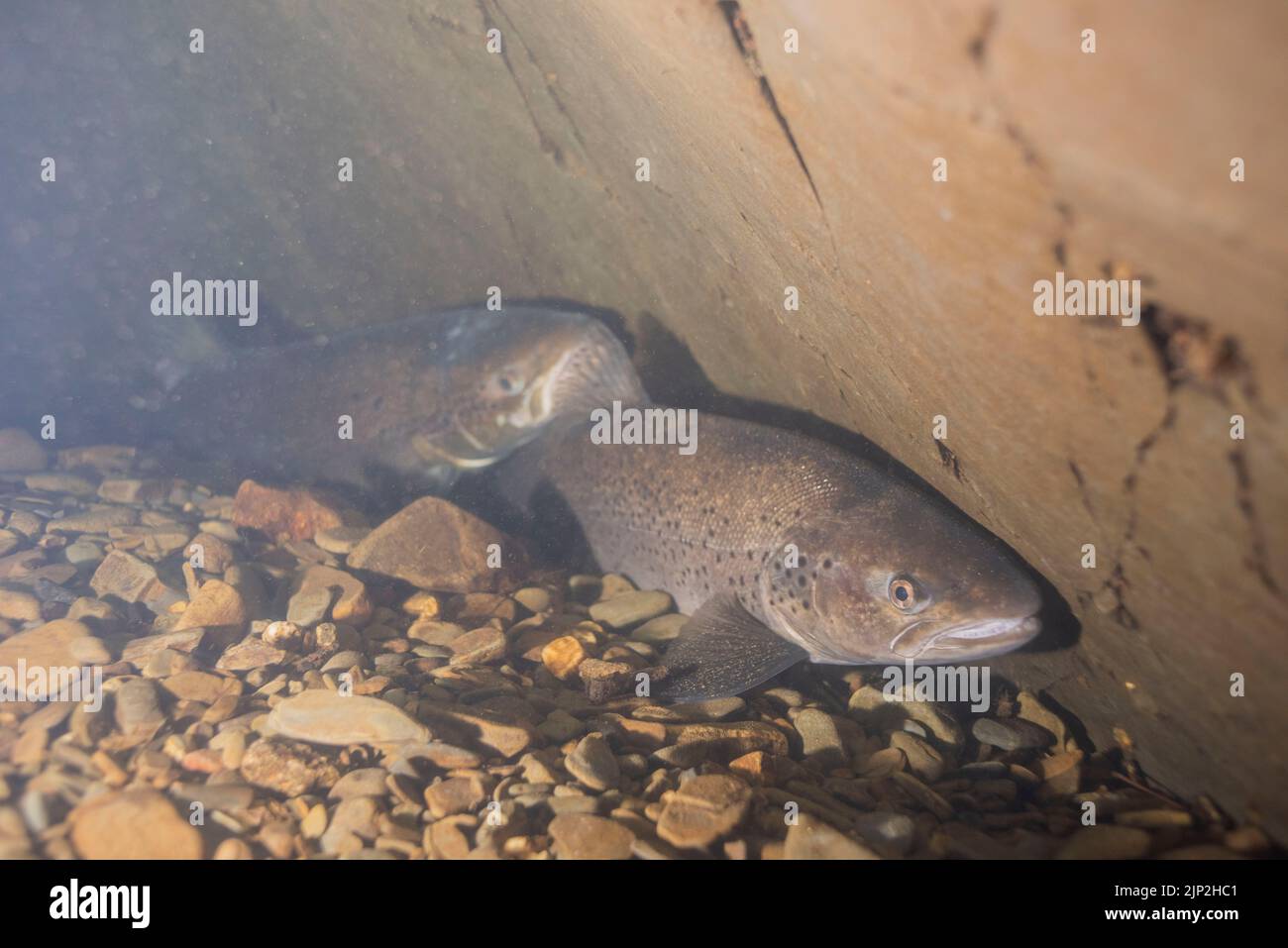 Two sea trout or sewin takes refuge on a deep pool in the River Cothi during the heatwave on the 14th August, 2022. Wales, UK Stock Photo