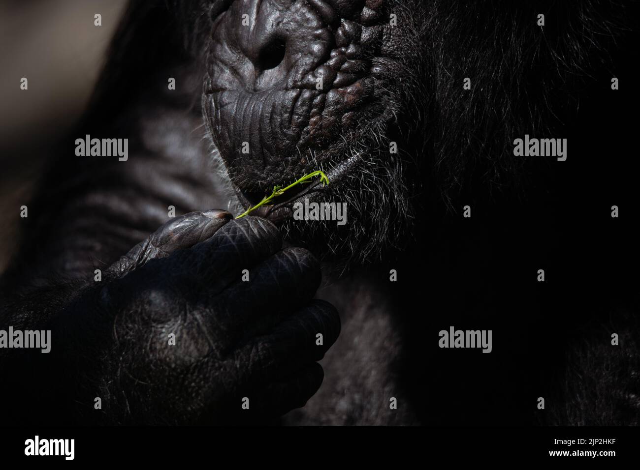 Detail of the hands and the mouth of a chimpanzee eating a leaf in the dark Stock Photo