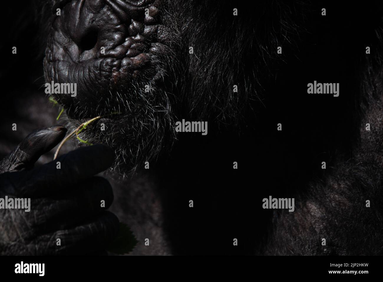 Detail of the hands and the mouth of a chimpanzee eating a leaf in the dark Stock Photo