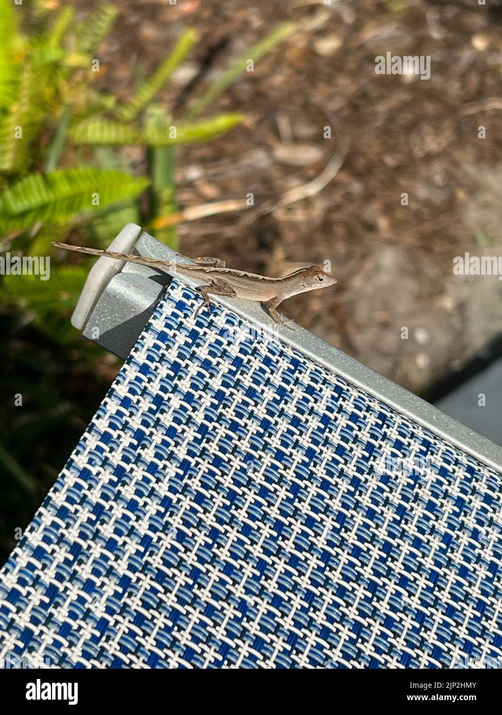 A closeup of brown anole on a metal Stock Photo