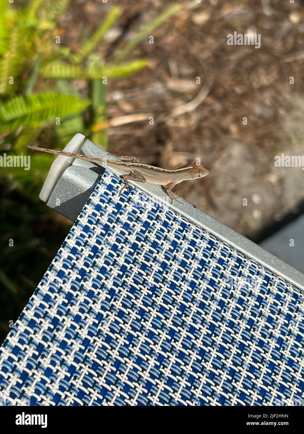 A Closeup of brown anole on a metal Stock Photo