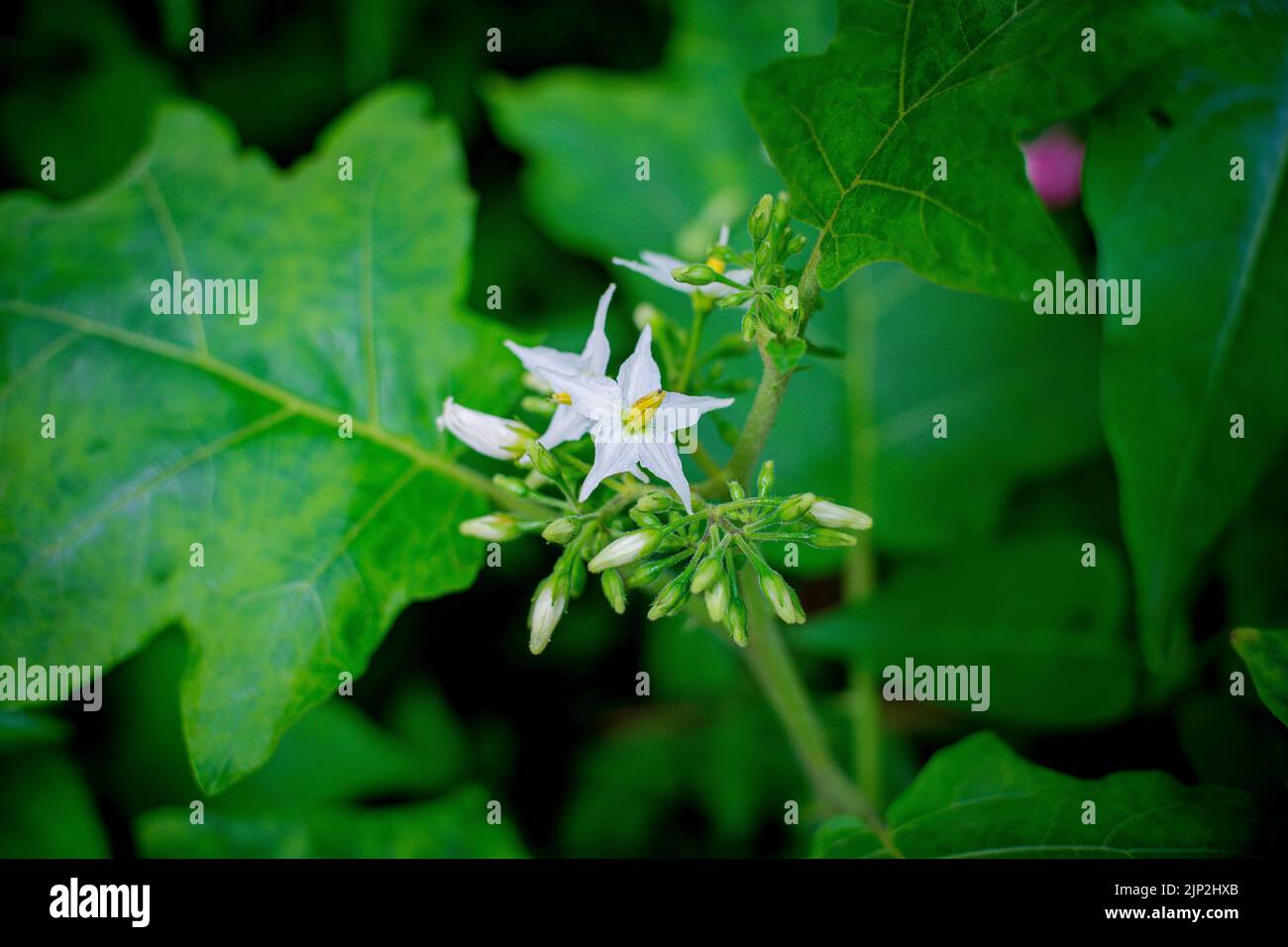 A closeup of solanum torvum flowers growing in the garden Stock Photo