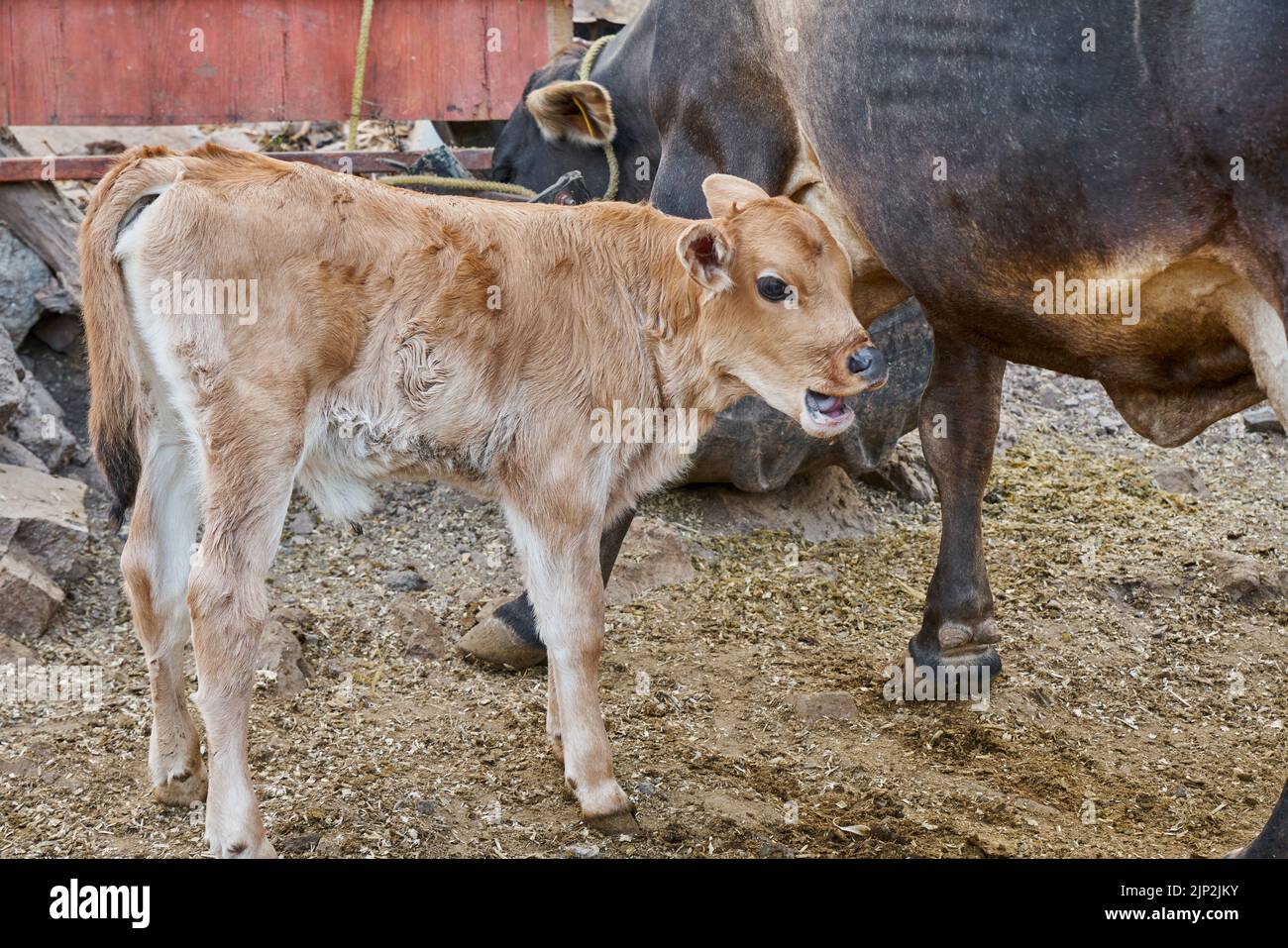 Calf With His Mother Concept Of Rural Life Stock Photo Alamy