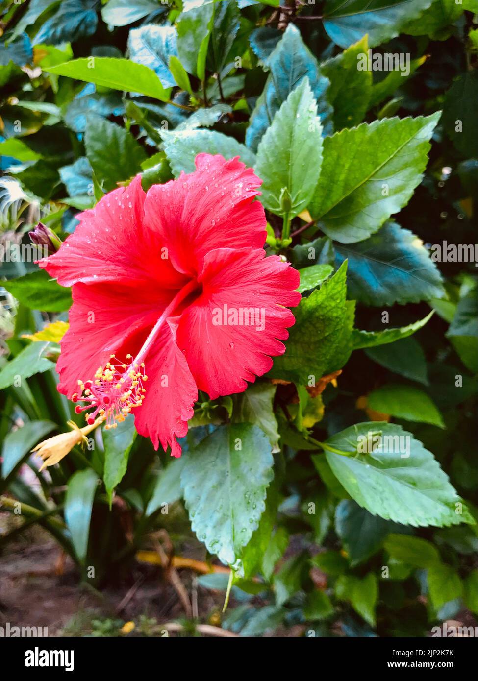 China rose flower hires stock photography and images Alamy