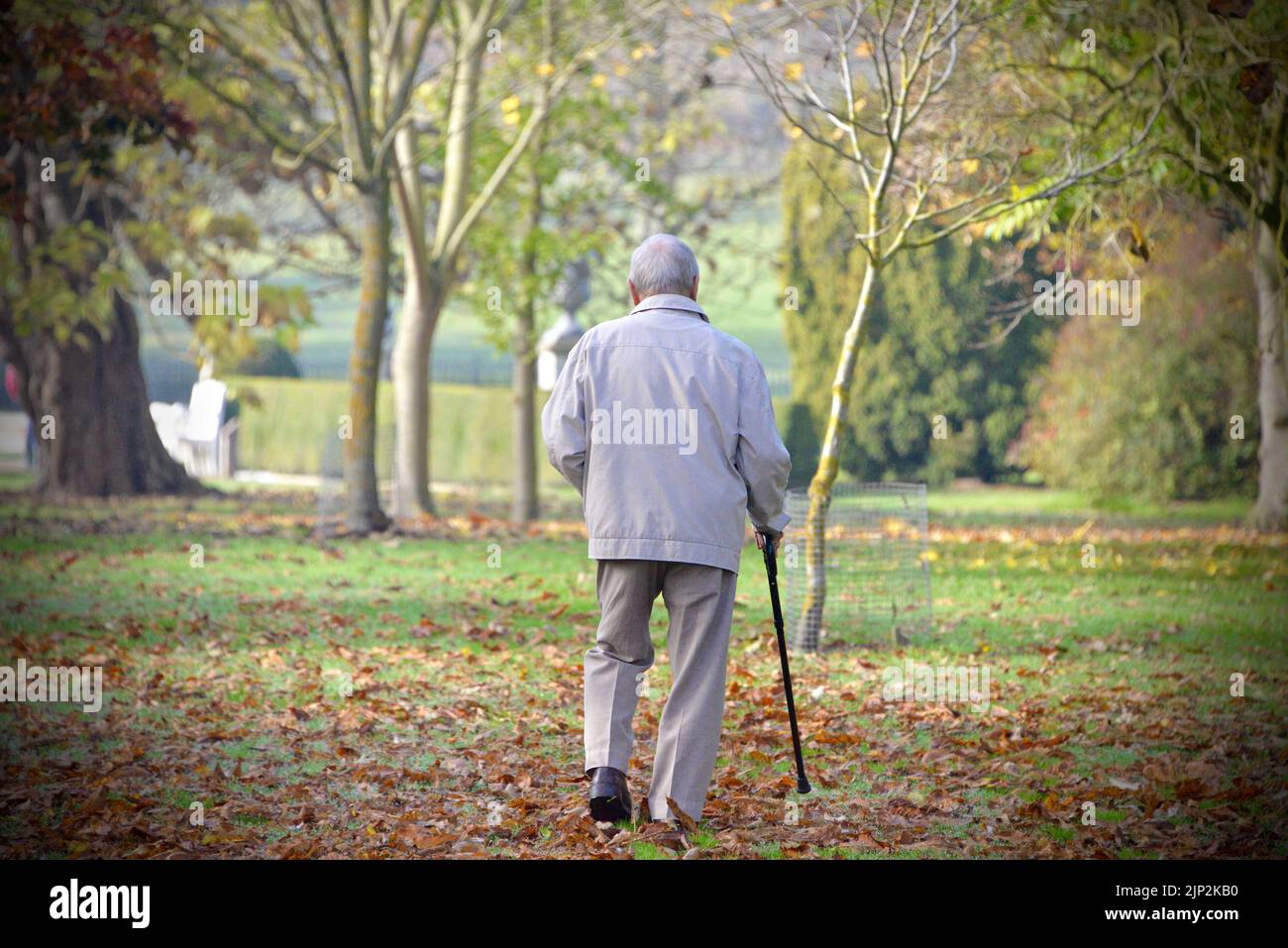 An elderly man from behind walking in a park in fall Stock Photo - Alamy
