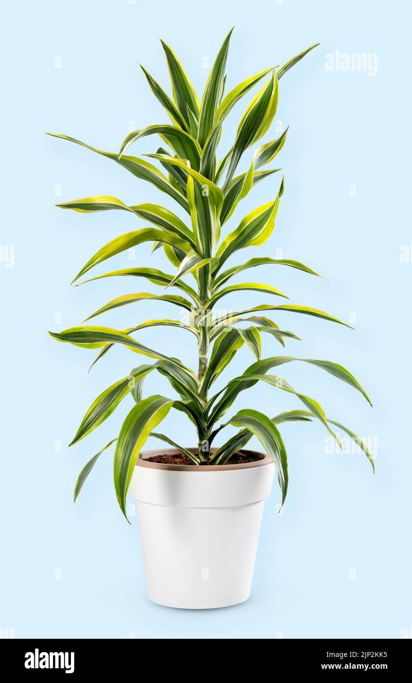 Dracaena lemon lime hi-res stock photography and images - Alamy