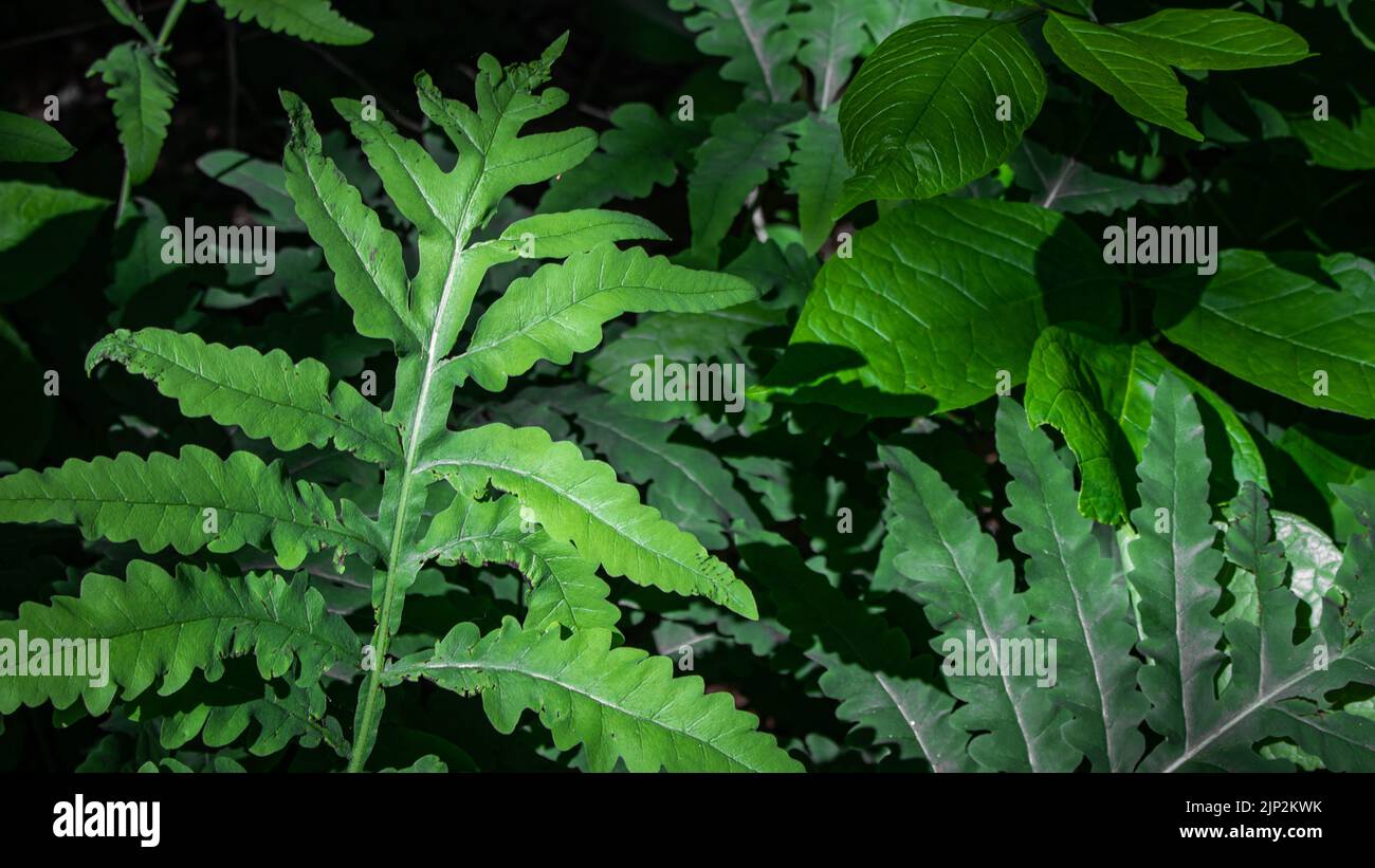 A closeup shot of green leaves of sensitive fern (Onoclea sensibilis) Stock Photo