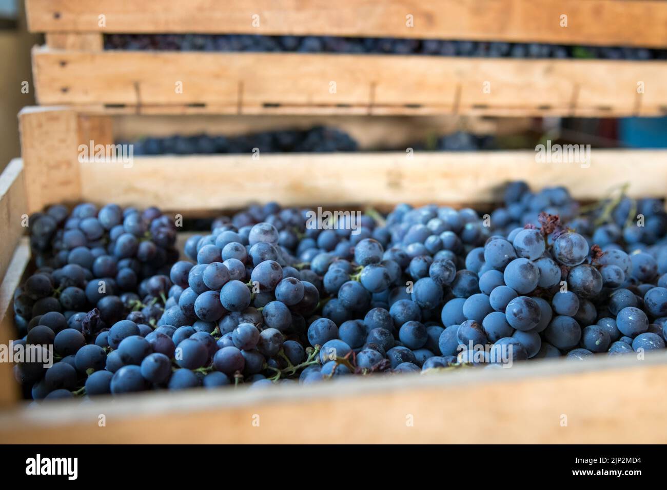 vintage, red grapes, traubenernte, vintages, red grape Stock Photo - Alamy - Vintage Crushed Red Grapes For Sale