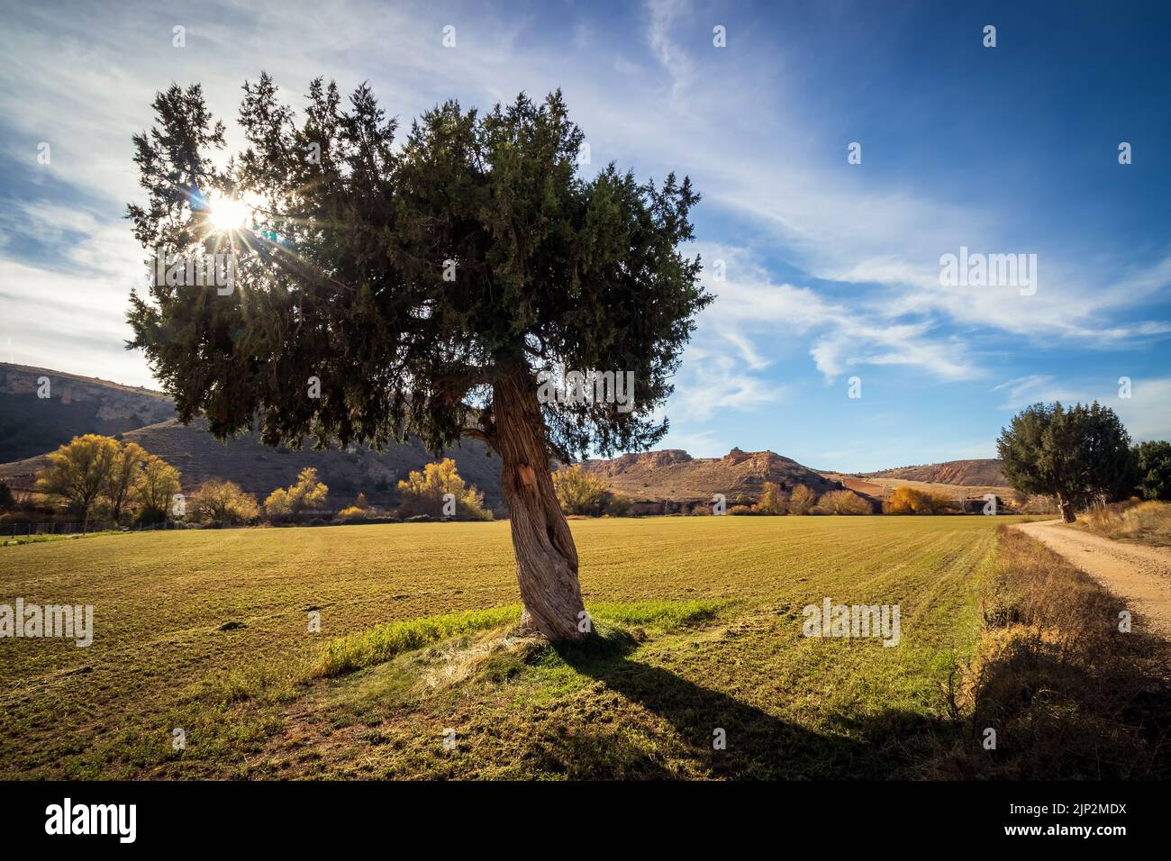 Lonely crooked tree in the field, with the sun rising through the