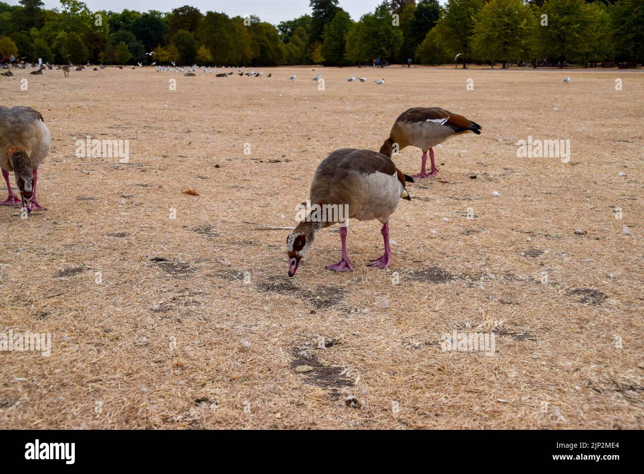 Photo inspiration: Picture Idea: London Uk 15Th August 2022 Egyptian Geese Struggle To Find