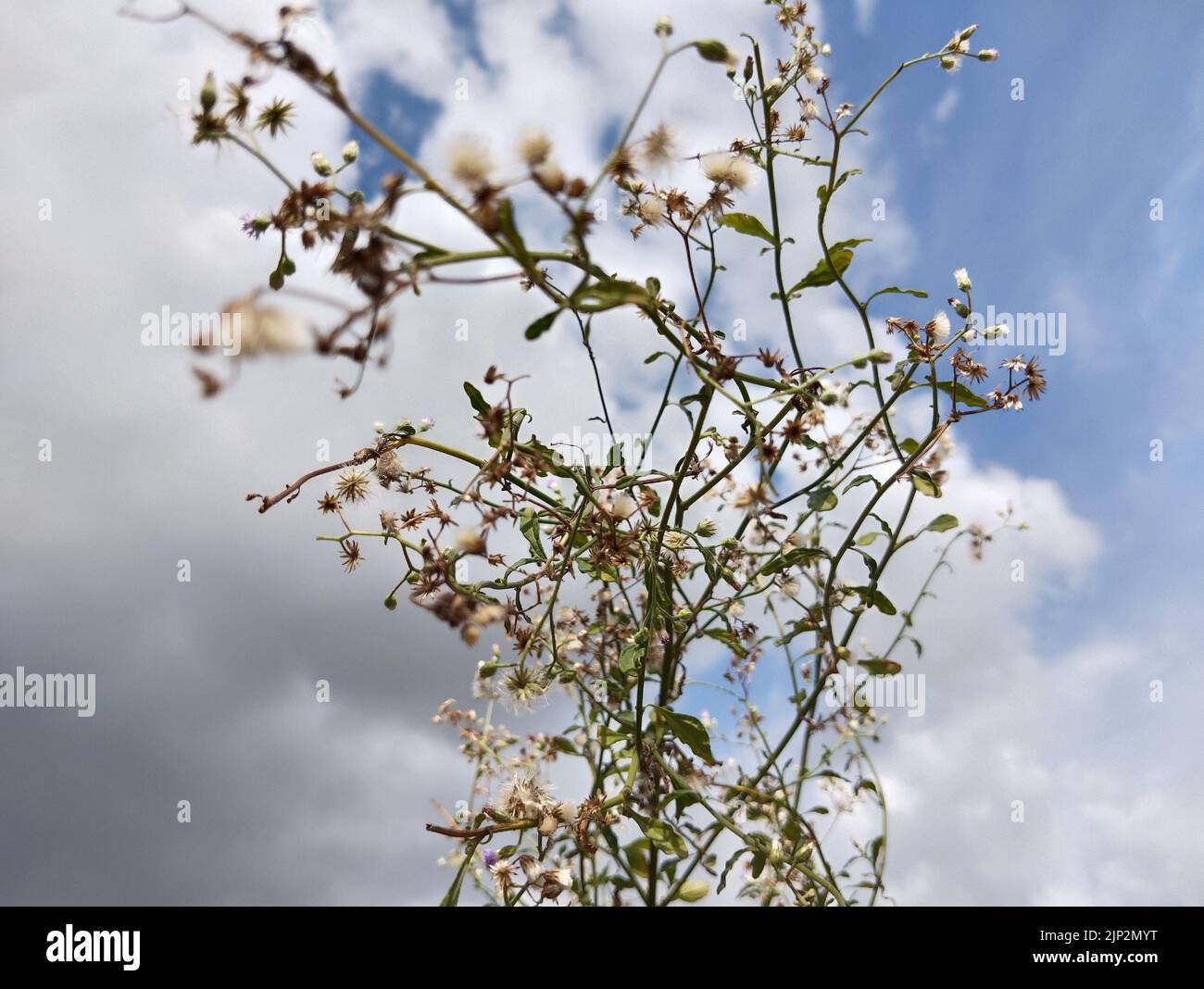 A closeup shot of thale cress plant against a background of cloudy sky Stock Photo