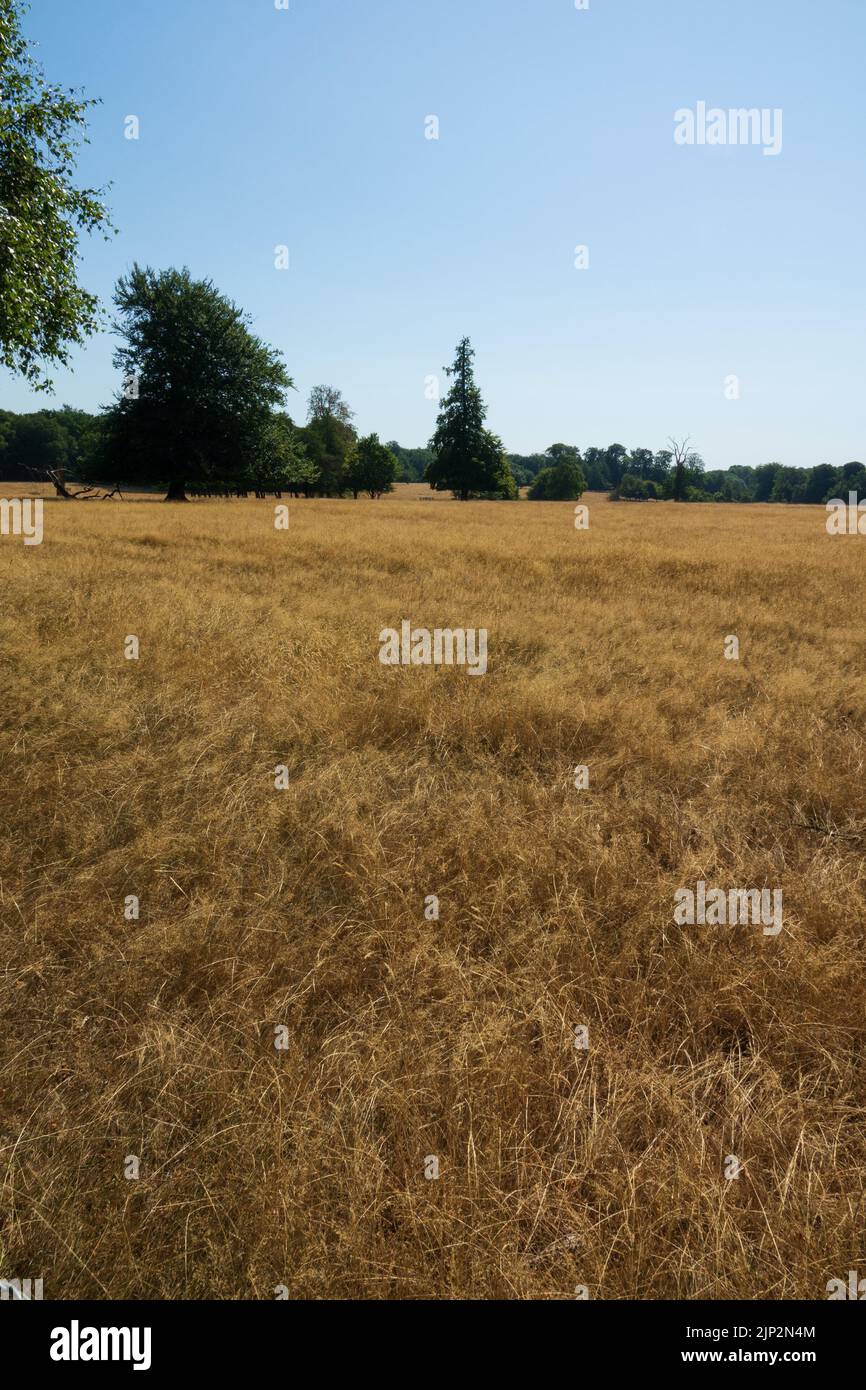 drought dry parched field Stock Photo