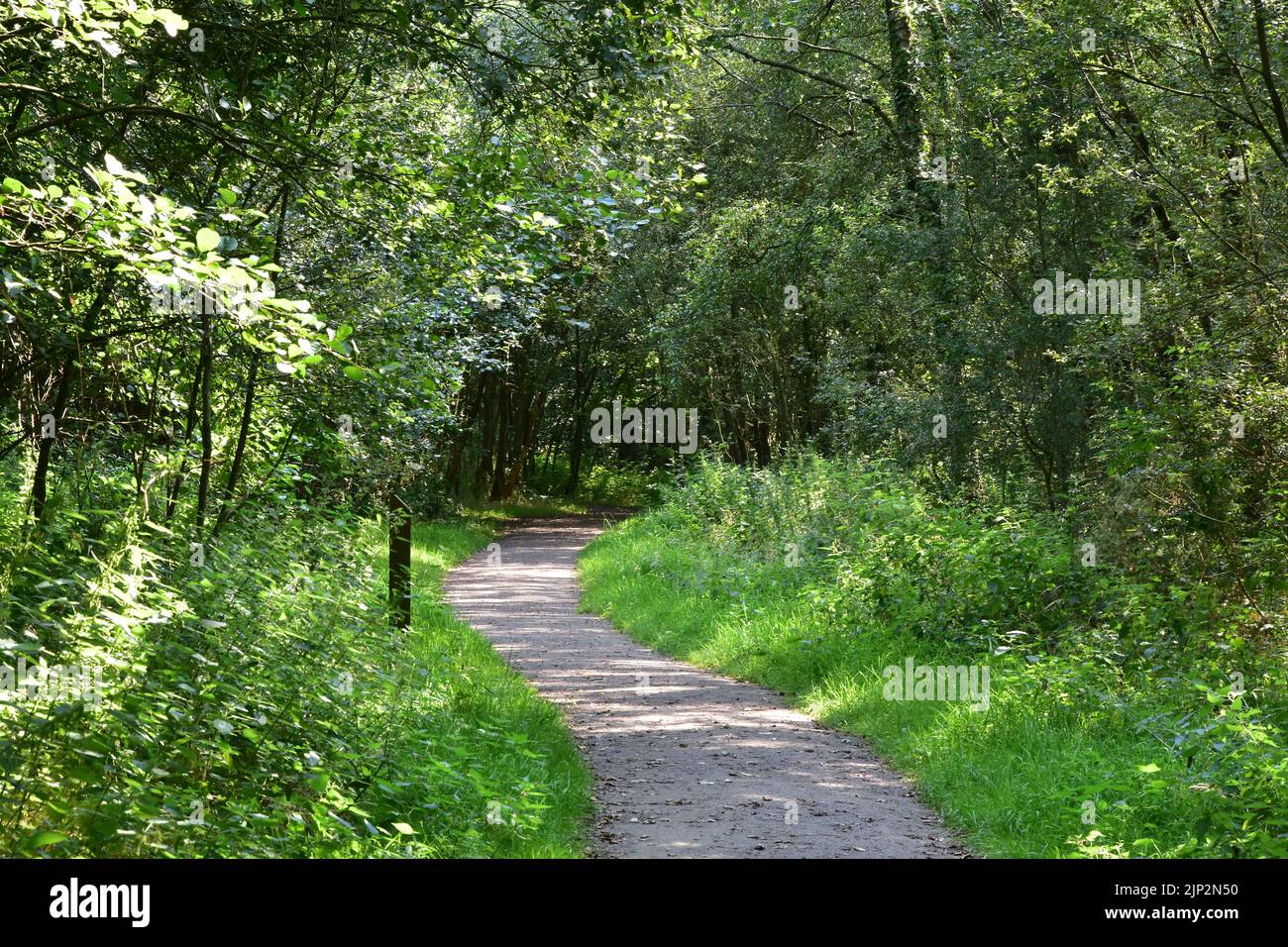Watchtree Nature reserve, woodland walk, Cumbria. Stock Photo