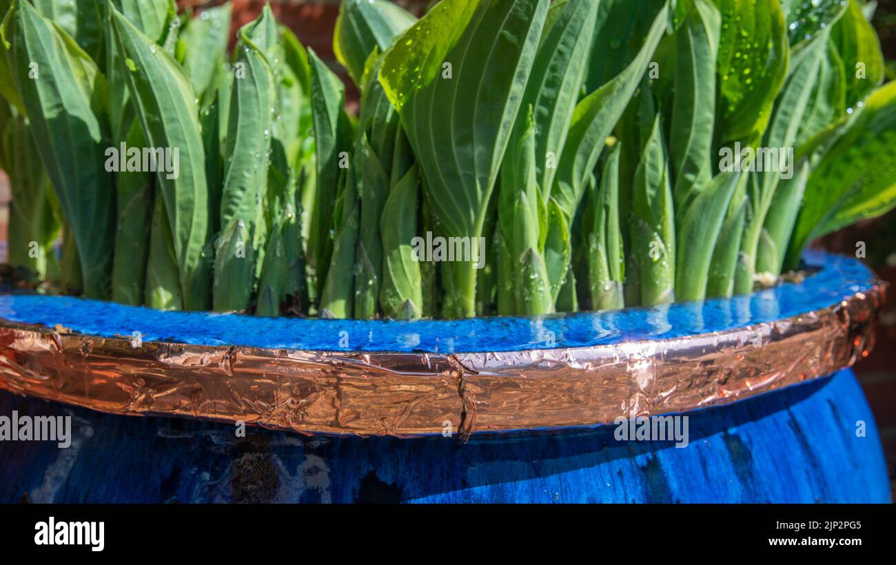 Hosta Plant in a container with copper tape protection against slugs and snails Stock Photo