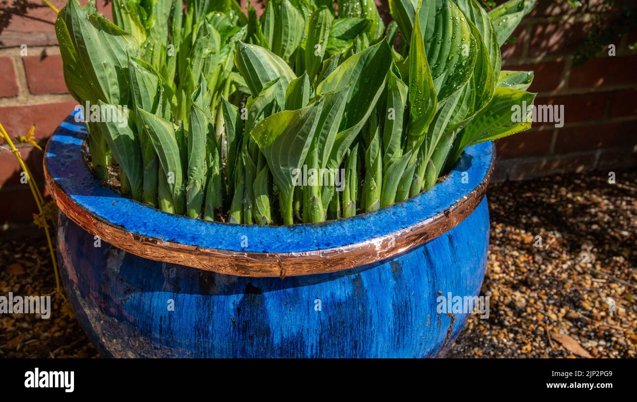 Hosta Plant in a container with copper tape protection against slugs and snails Stock Photo