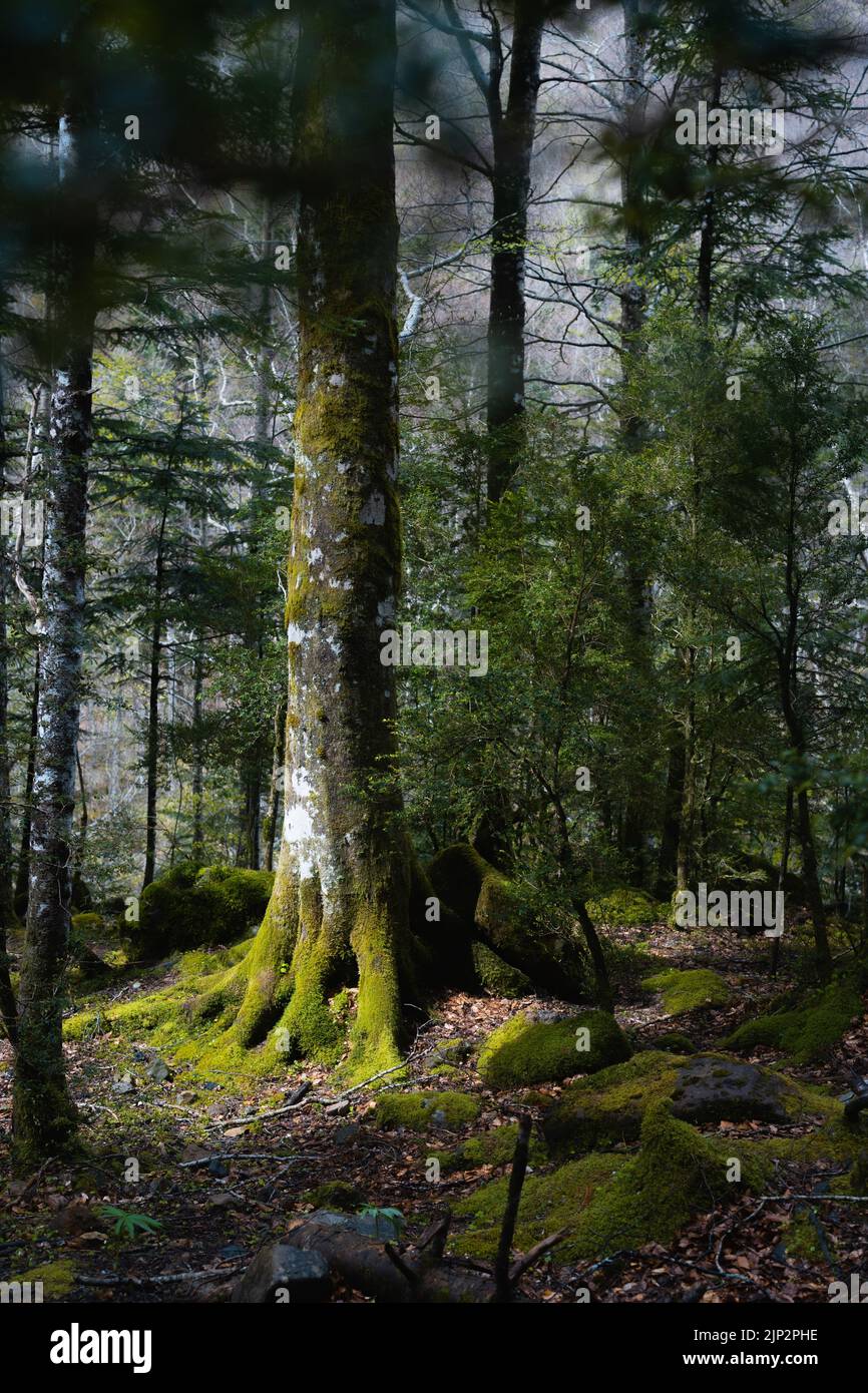 A vertical shot of tall trees in a forest Stock Photo - Alamy