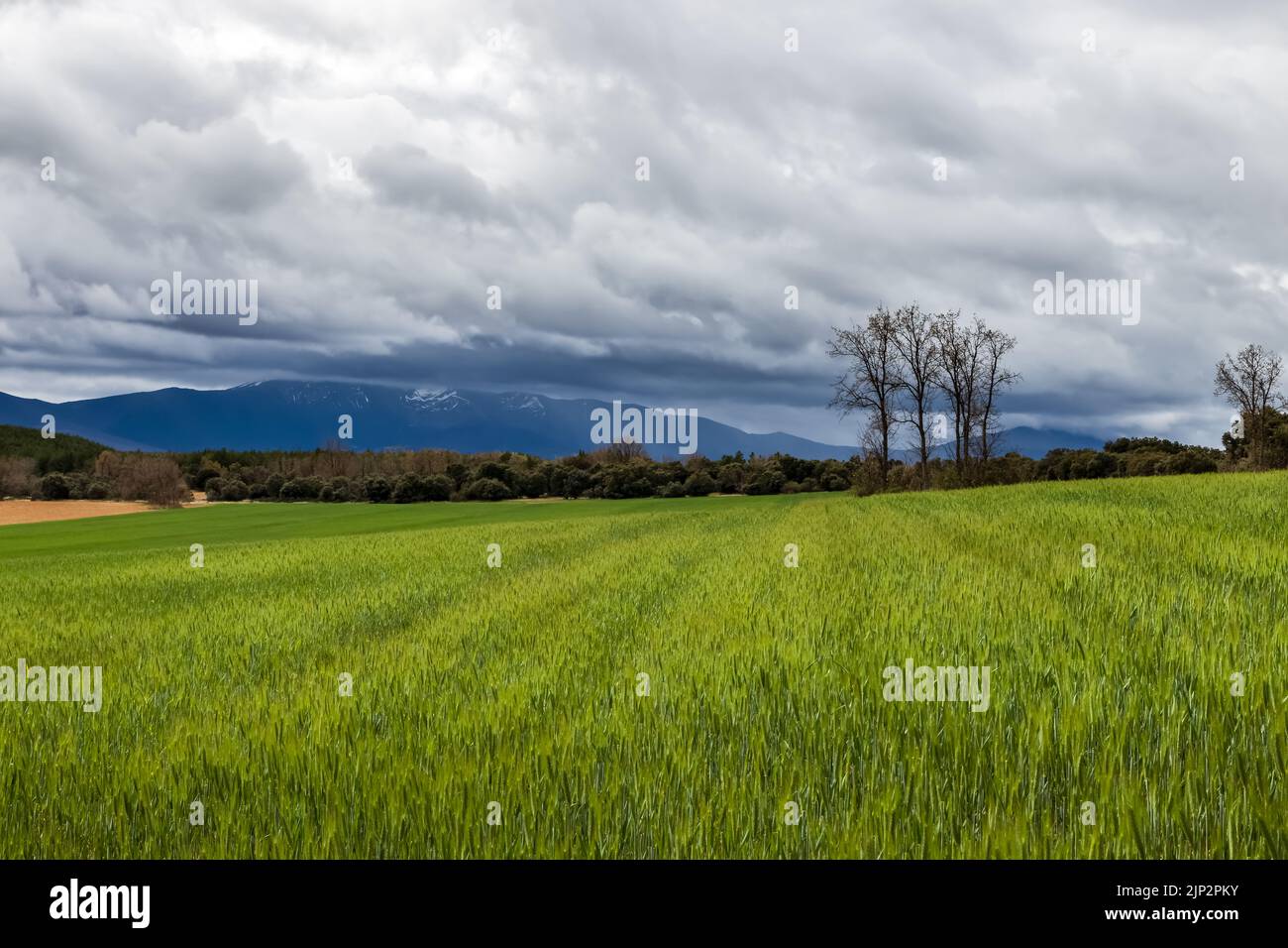 Green meadow landscape with herringbone cereals storm clouds and mountain. Spain, Riaza. Stock Photo