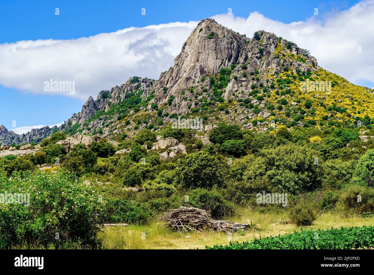 Vertical wall rocky mountain with green plants and yellow flowers. Pico de la Miel in La Cabrera Madrid. Spain. Stock Photo