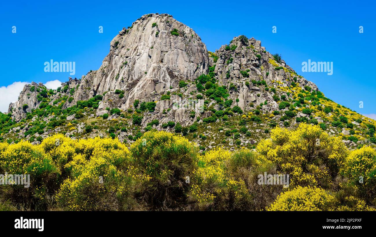 Vertical wall rocky mountain with green plants and yellow flowers. Pico de la Miel in La Cabrera Madrid. Spain. Stock Photo