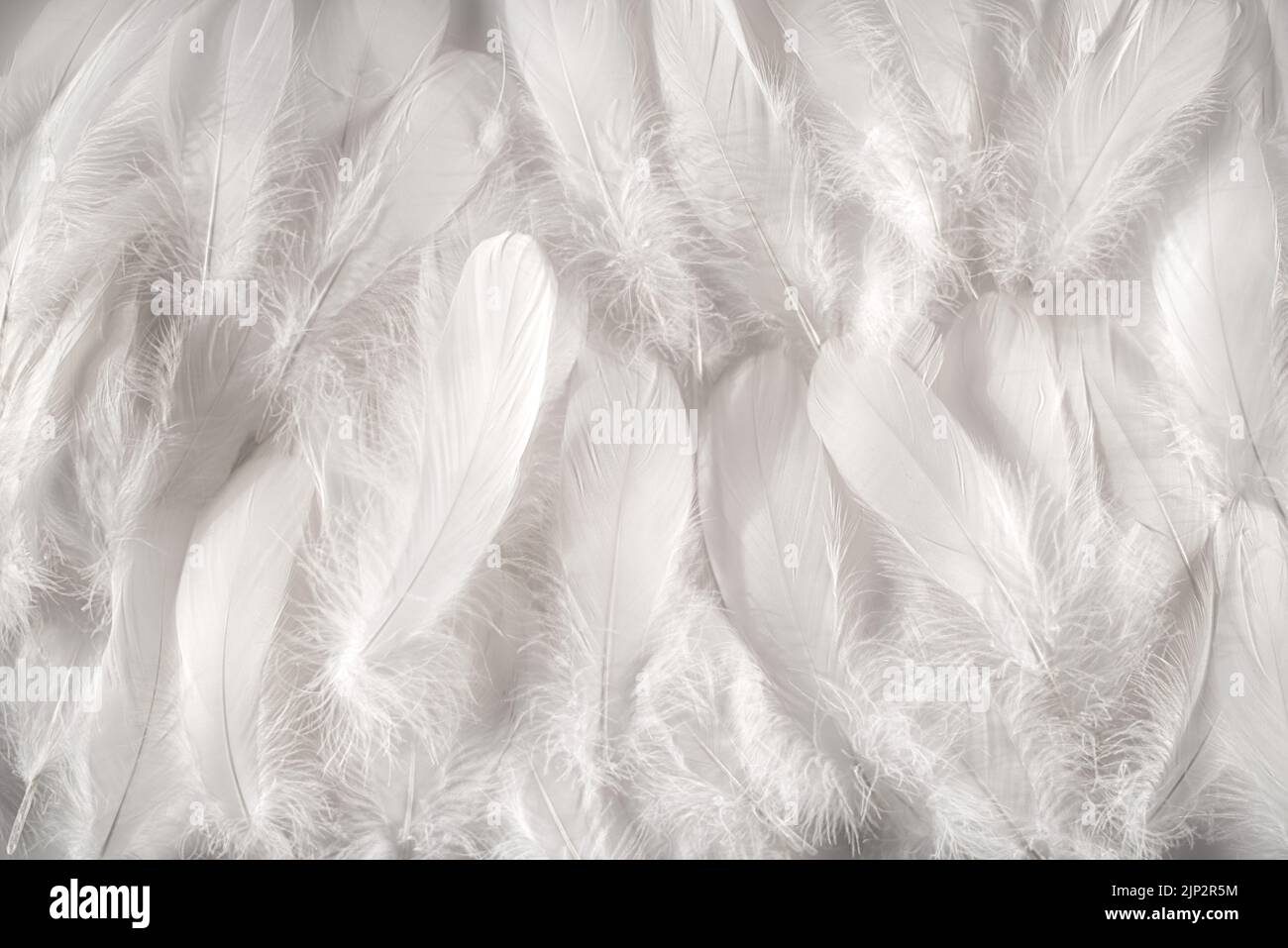 feather, soft, fluffy, feathers, softs, fluffies Stock Photo