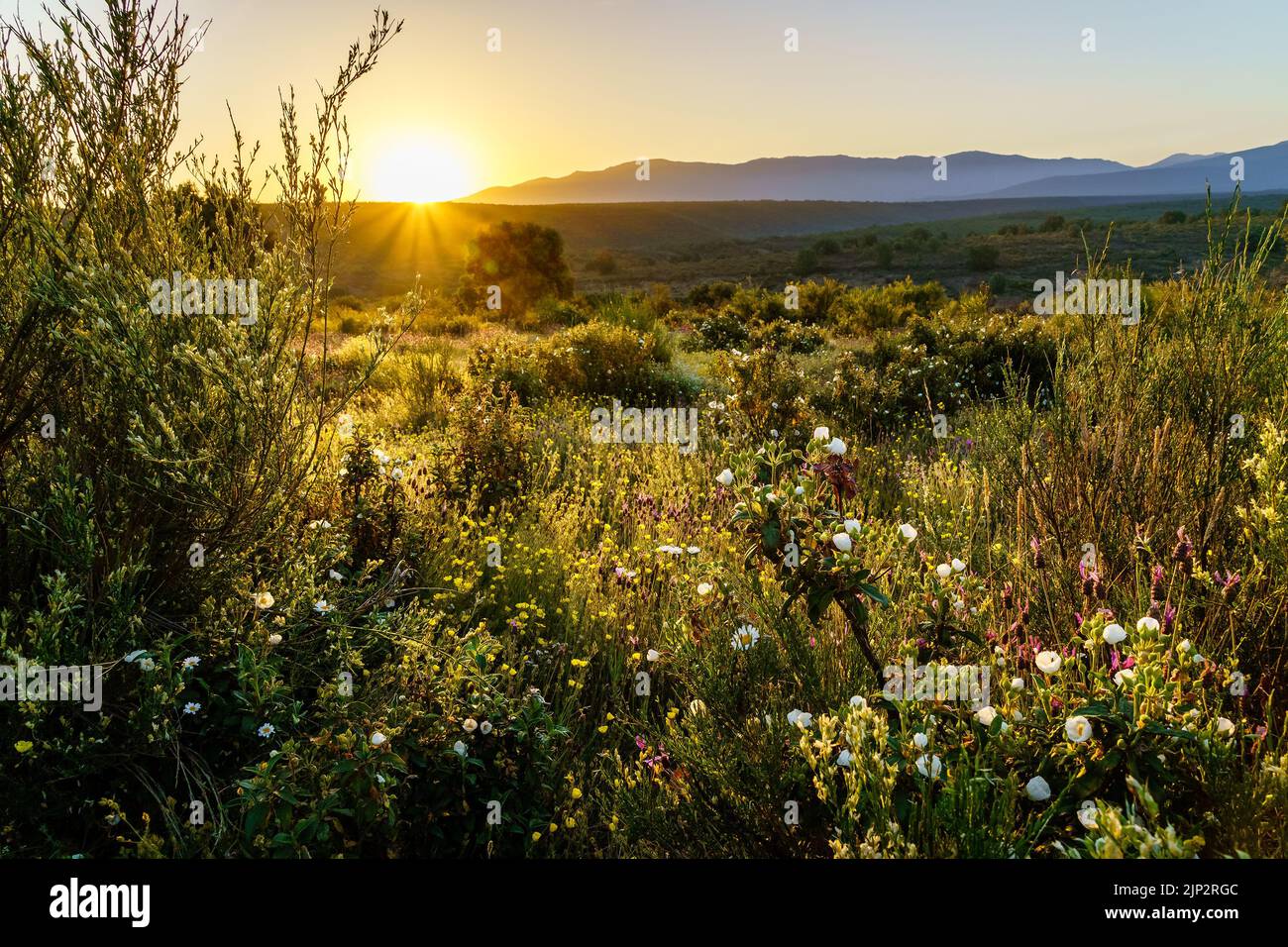 Landscape sunset wild flowers hi-res stock photography and images - Alamy
