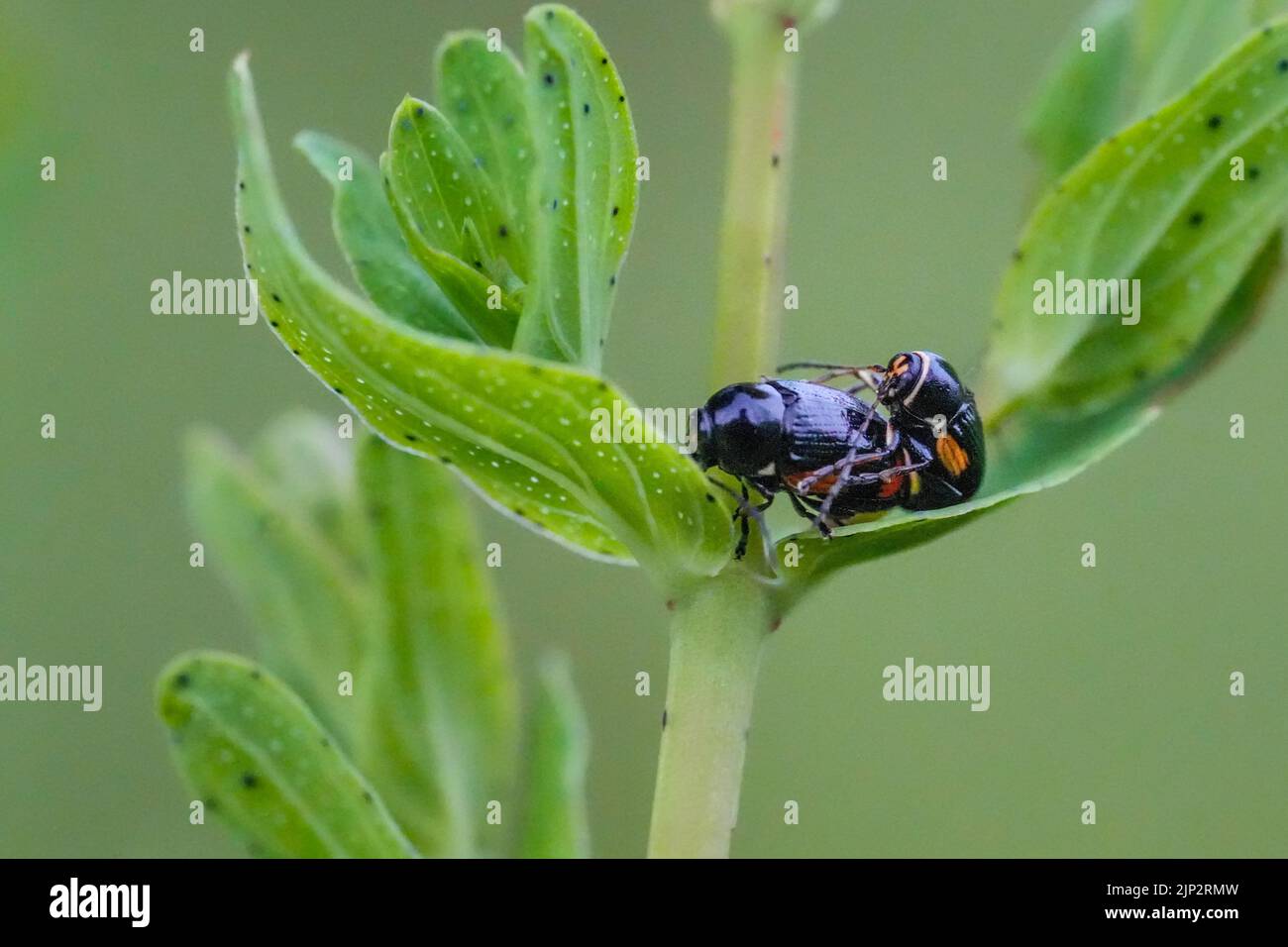 The bug breeding on the plant Stock Photo