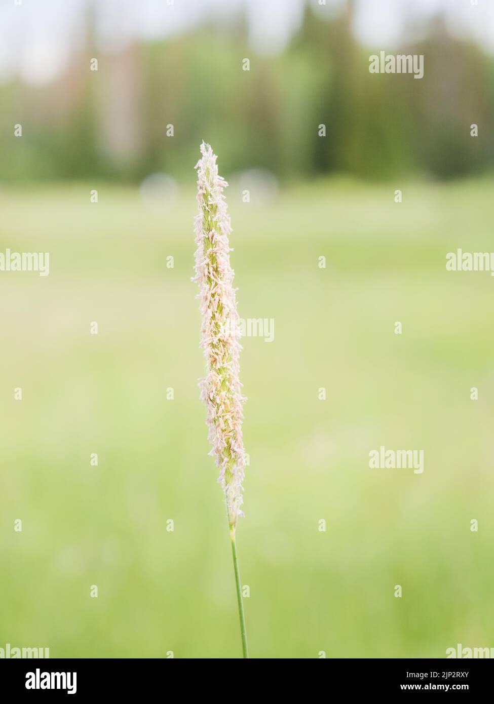 A selective focus shot of meadow foxtail (Alopecurus pratensis) Stock Photo