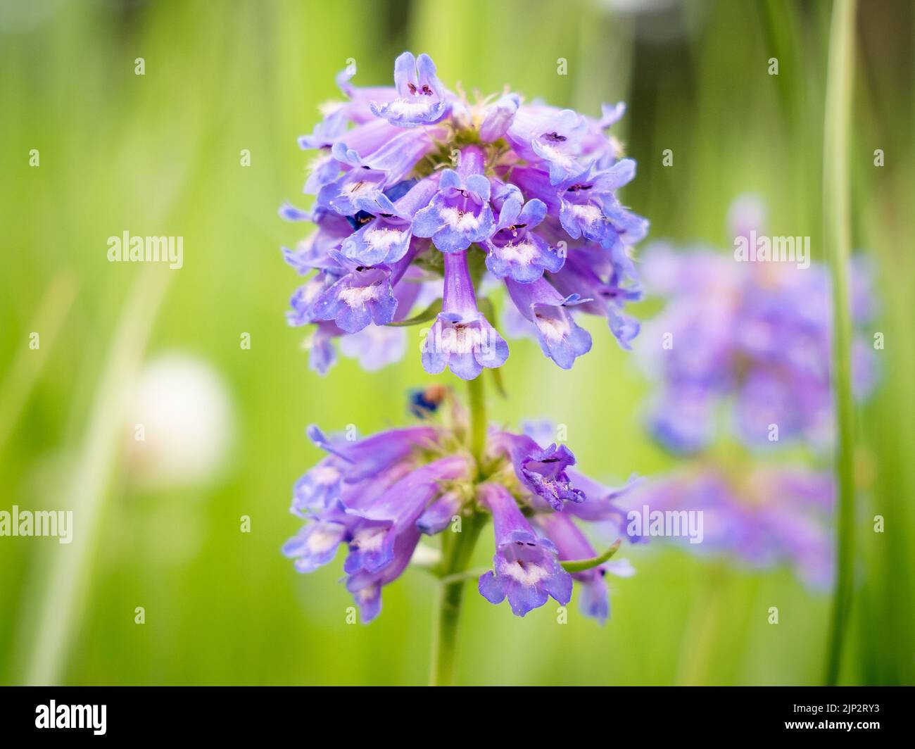 A selective focus shot of purple globe beardtongue (Penstemon globosus) in the garden Stock Photo