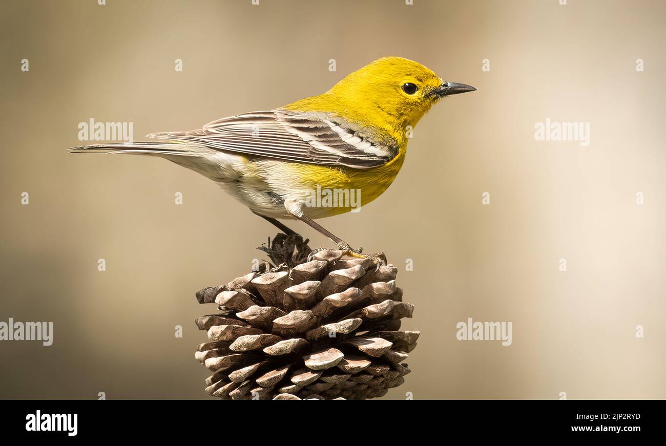 A shallow focus shot of a pine warbler (Setophaga pinus) on a cone Stock Photo