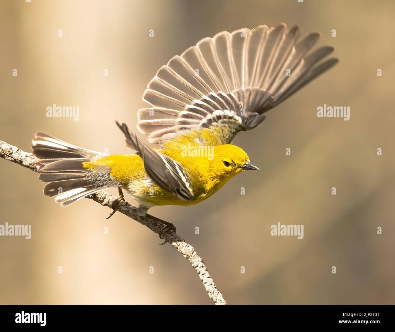 A shallow focus shot of a pine warbler (Setophaga pinus) taking off brom a branch Stock Photo