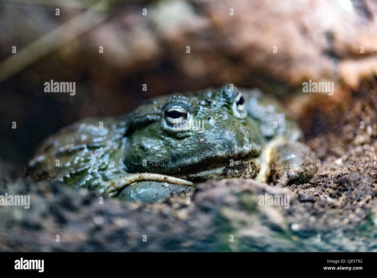 chubby frog in the mud Stock Photo Alamy