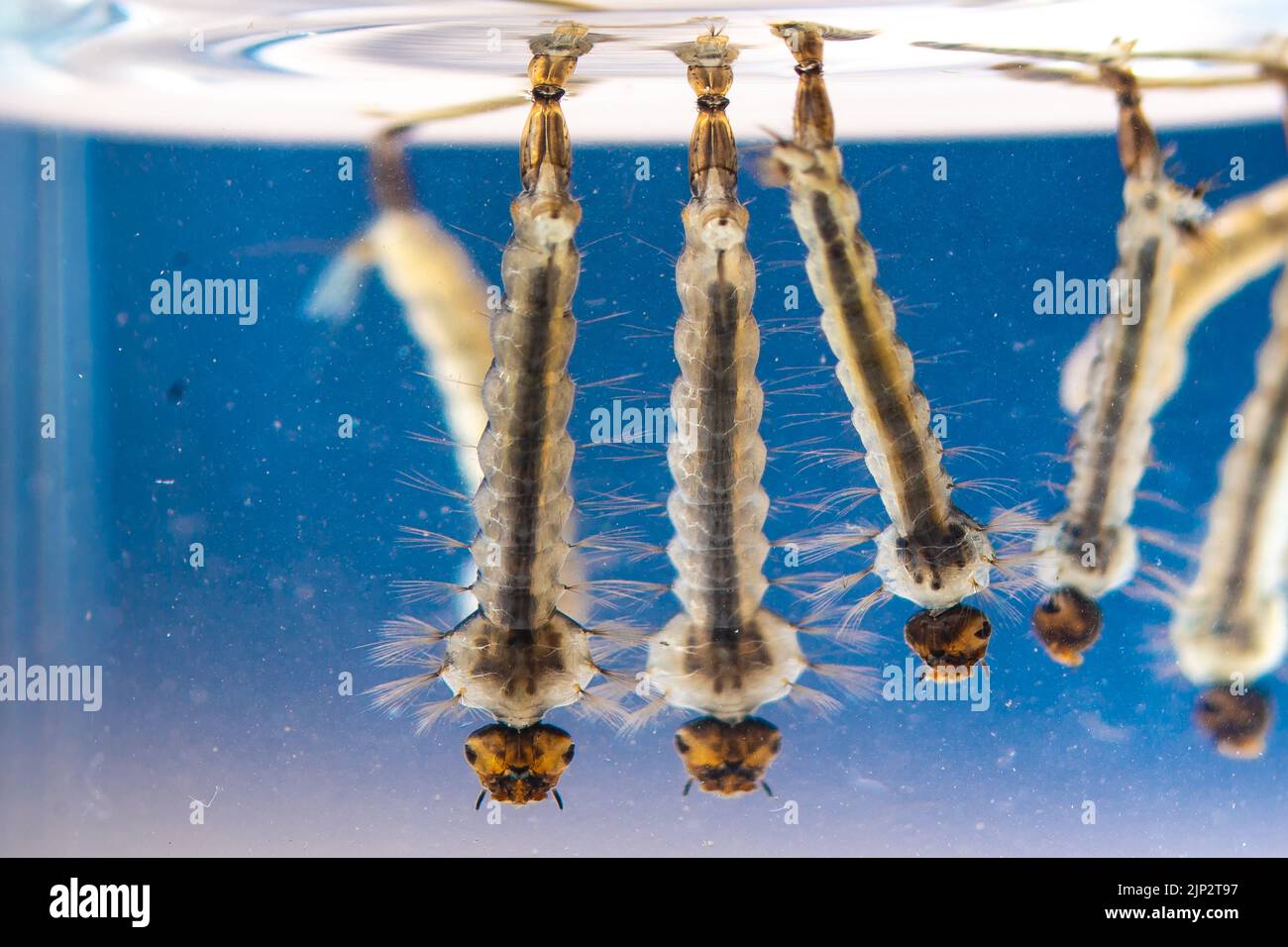 Asian tiger mosquito larvae in water alive, Aedes albopictus. Exotic species, invasive mosquito. Aedes. Macrophotography, close-up. Larval stages Stock Photo