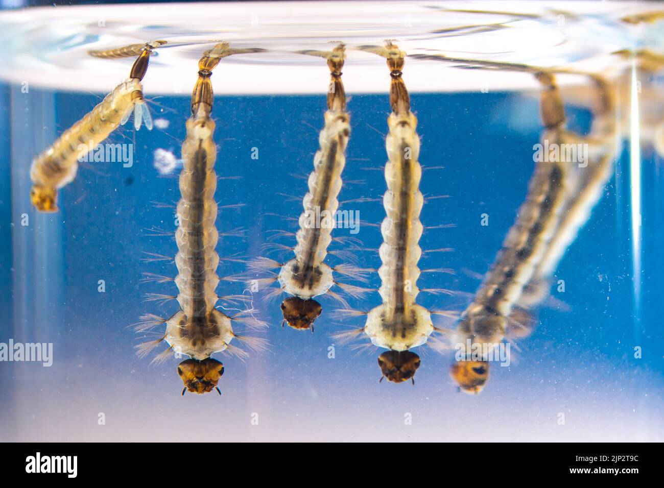 Asian tiger mosquito larvae in water alive, Aedes albopictus. Exotic species, invasive mosquito. Aedes. Macrophotography, close-up. Larval stages. Stock Photo