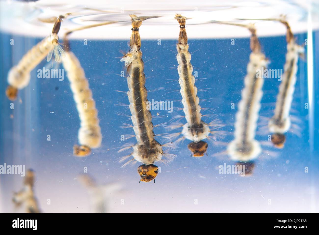 Asian tiger mosquito larvae in water alive, Aedes albopictus. Exotic species, invasive mosquito. Aedes. Macrophotography, close-up. Larval stages Stock Photo