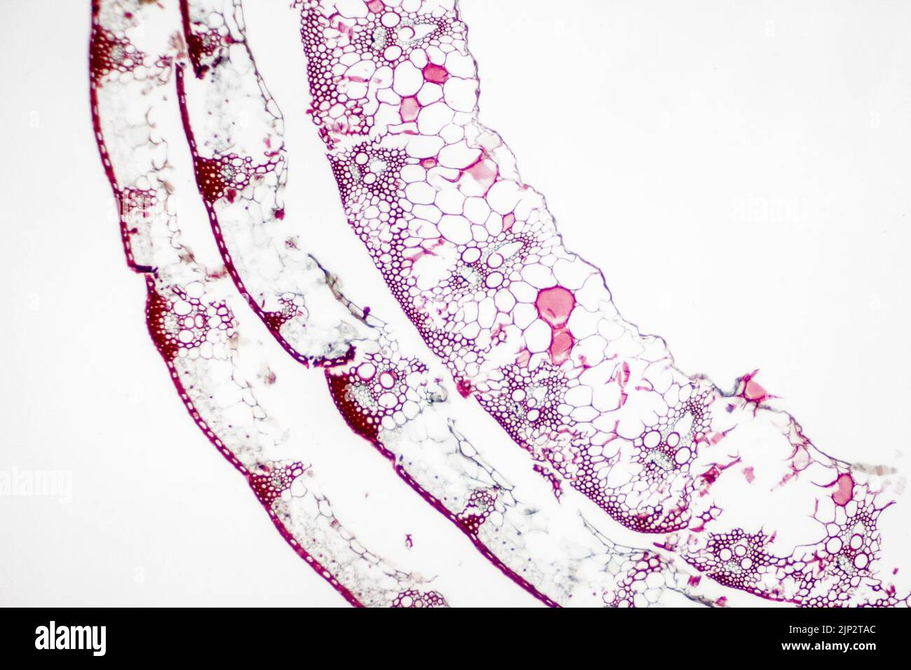 Parasitic plant fungus Puccinia microscope slide. Stock Photo