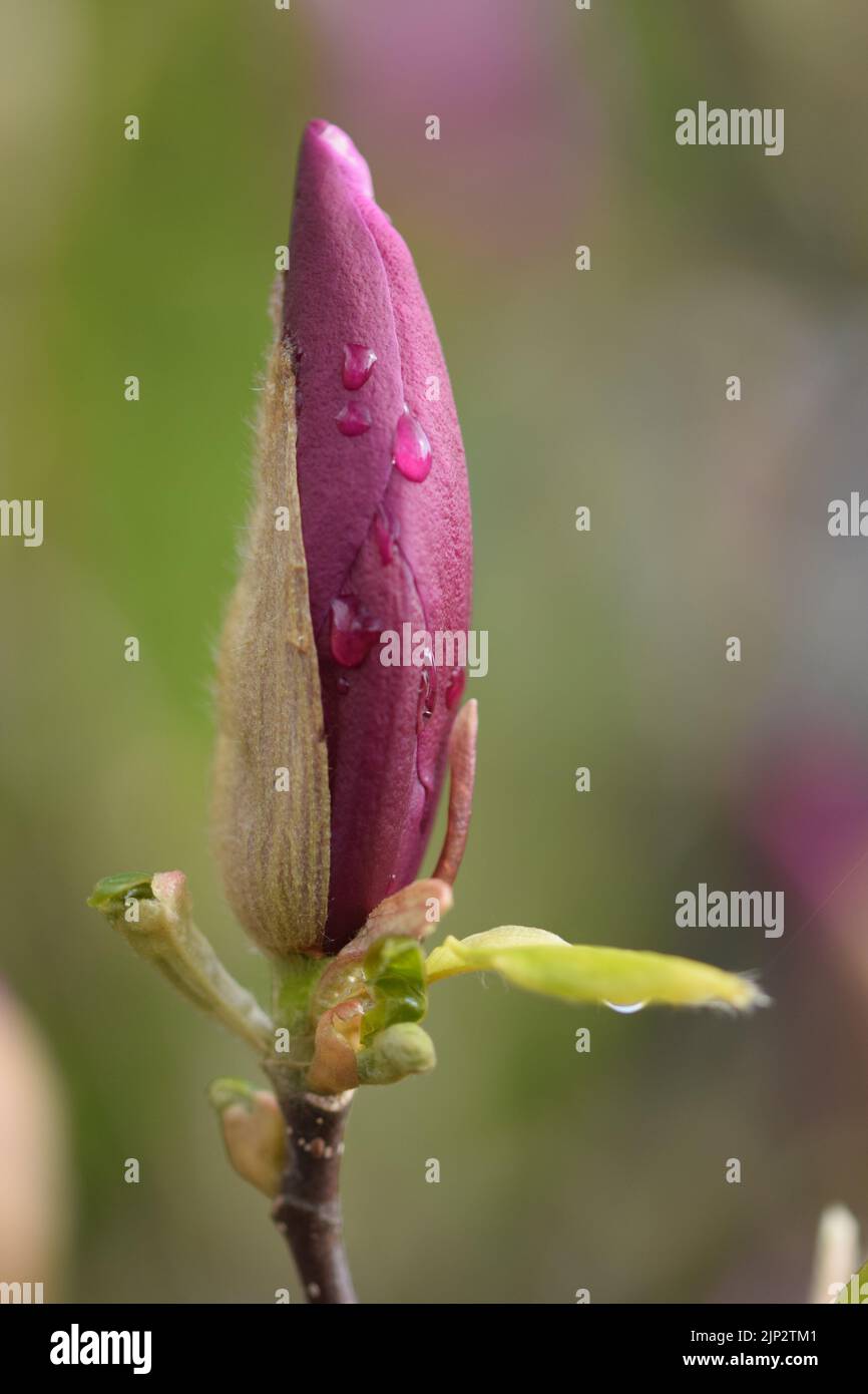 Magnolia flower with raindrops hires stock photography and images Alamy